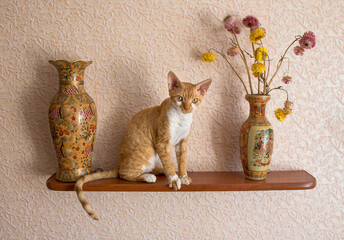 Red devon rex cat sit on the shelf with vases