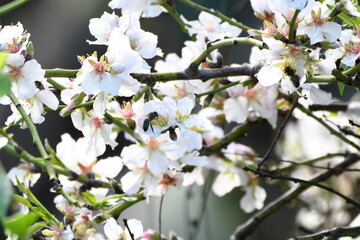 RAMA DE ÁRBOL EN FLOR 