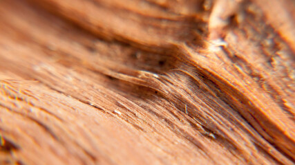 Textura de sección de tronco de leña 