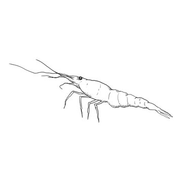 Vector Sketch Shrimp Illustration on White Background