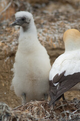 Australasian gannets Morus serrator. Chick and adult at nest. Black Reef Gannet Colony. Cape Kidnappers Gannet Reserve. North Island. New Zealand.