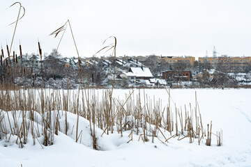 Frozen lake, with fir trees, reeds covered by the snow and city, town or village houses on background 
