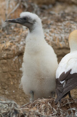 Australasian gannets Morus serrator. Chick and adult at nest. Black Reef Gannet Colony. Cape Kidnappers Gannet Reserve. North Island. New Zealand.