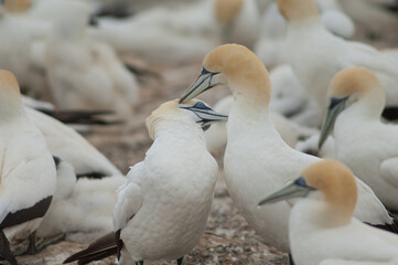 Fototapeta premium Australasian gannets Morus serrator courting. Plateau Colony. Cape Kidnappers Gannet Reserve. North Island. New Zealand.