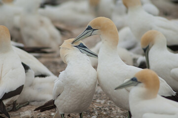 Australasian gannets Morus serrator courting. Plateau Colony. Cape Kidnappers Gannet Reserve. North Island. New Zealand.