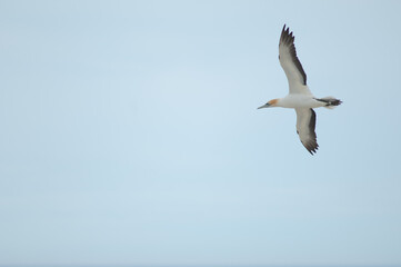 Australasian gannet Morus serrator in flight. Plateau Colony. Cape Kidnappers Gannet Reserve. North Island. New Zealand.