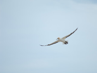 Australasian gannet Morus serrator in flight. Plateau Colony. Cape Kidnappers Gannet Reserve. North Island. New Zealand.