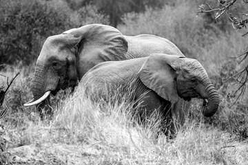 African mum and calf elephants in South Africa