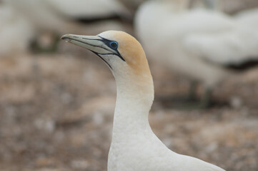 Australasian gannet Morus serrator. Plateau Colony. Cape Kidnappers Gannet Reserve. North Island. New Zealand.
