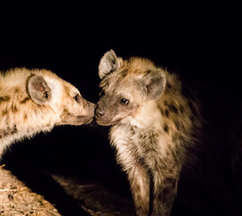 Hyenas at night in South Africa