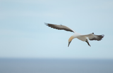 Australasian gannet Morus serrator in flight. Plateau Colony. Cape Kidnappers Gannet Reserve. North Island. New Zealand.