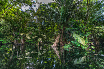 Canal in the national park of Tortuguero with its tropical rainforest along the Caribbean Coast of Costa Rica, Central America.