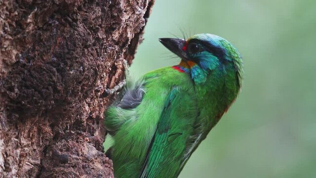 Muller's Barbet pecking a tree hole for brood.