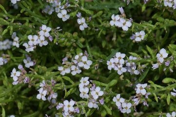 Wild plant in flower. Cape Kidnappers Gannet Reserve. North Island. New Zealand.