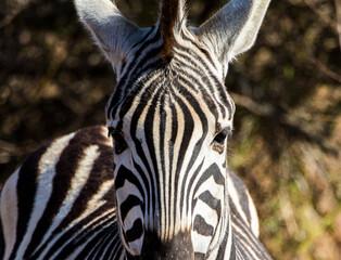 Zebra portrait 