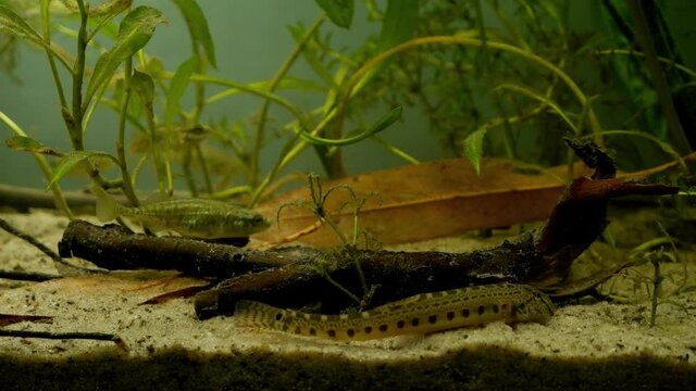 young male of spined loach and ninespine stickleback explore sand bottom of European river biotope aquarium, typical behaviour of wild fish in captive