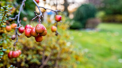jabłoń ozdobna ogrodowa jesienią - obrazy, fototapety, plakaty