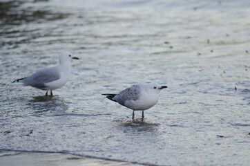 Red-billed gulls Chroicocephalus novaehollandiae scopulinus. Juvenile in the foreground. Oban. Stewart Island. New Zealand.