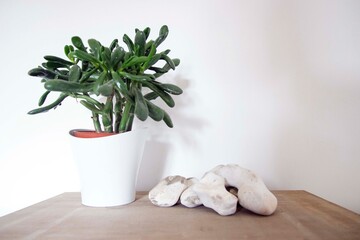 Plante et pierres - décor minimaliste