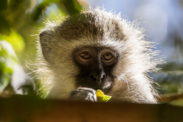 Baby vervet monkey eating leaves