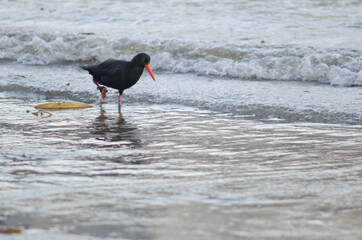 Variable oystercatcher Haematopus unicolor. Oban. Stewart Island. New Zealand.