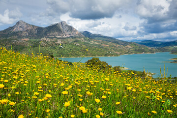 Fototapeta premium Closeup of blooming hillside against backdrop of mountain landscape and artificial lake near Spanish city of Zahara de la Sierra..