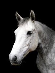 Fototapeta na wymiar Grey Horse Headshot