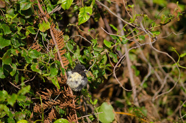 South Island tomtit Petroica macrocephala. Male. Stewart Island. New Zealand.