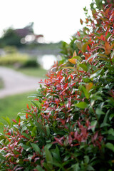 red and green leaves