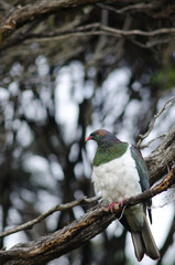New Zealand pigeon Hemiphaga novaeseelandiae. Stewart Island. New Zealand.