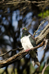 New Zealand pigeon Hemiphaga novaeseelandiae. Stewart Island. New Zealand.