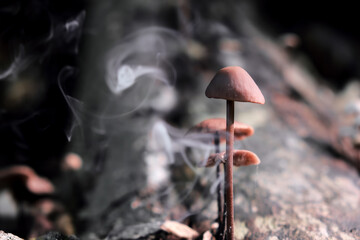 Selective focus shot of Mycena mushrooms and smoke on a trunk