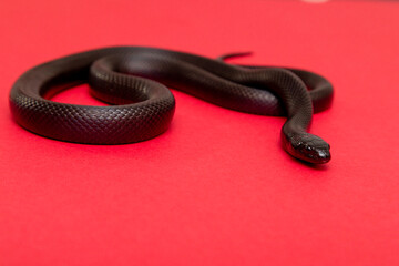 The Mexican black kingsnake (Lampropeltis getula nigrita) is part of the larger colubrid family of snakes, and a subspecies of the common kingsnake.