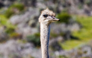 Ostrich at cape of good hope