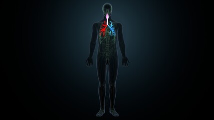 3d render of human lungs respiratory system