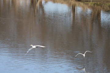 冬の川で飛び交う２羽のシラサギ