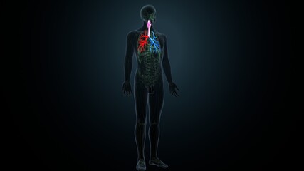 3d render of human lungs respiratory system