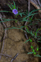 Kangaroo apple Solanum laciniatum with flower and berries. Stewart Island. New Zealand.