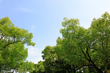 Obraz premium Green canopy in sky background, North China