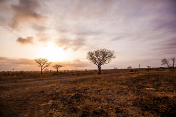 South African Safari sunset