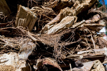 Beautiful texture of the big coconut palm trunk