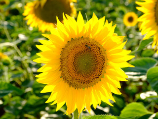 Obraz premium sunflower in the field