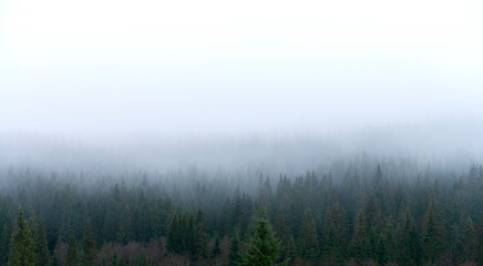 Coniferous forest on a mountain slope in the fog.