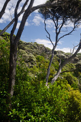 Fototapeta na wymiar Podocarp rainforest in Stewart Island. New Zealand.