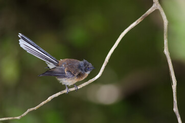 New Zealand fantail Rhipidura fuliginosa. Stewart Island. New Zealand.