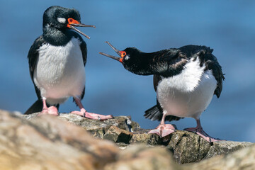 The Rock shag or Magellanic cormorant (Phalacrocorax magellanicus)