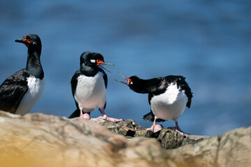 The Rock shag or Magellanic cormorant (Phalacrocorax magellanicus)