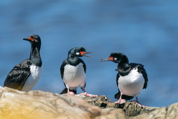 The Rock shag or Magellanic cormorant (Phalacrocorax magellanicus)