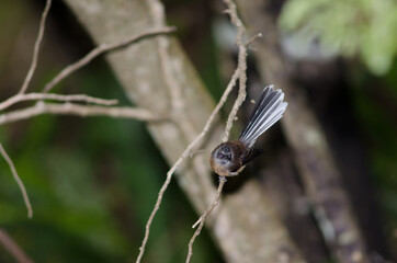 New Zealand fantail Rhipidura fuliginosa. Stewart Island. New Zealand.