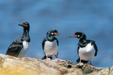 The Rock shag or Magellanic cormorant (Phalacrocorax magellanicus)
